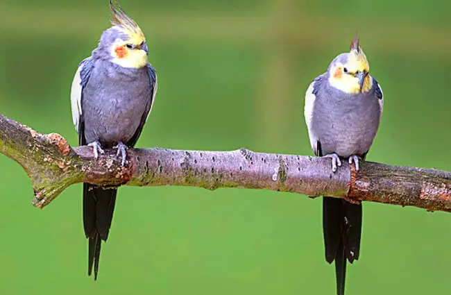 A pair of Cockatiels on a branch