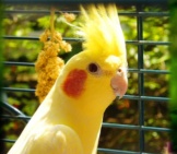 Yellow Cockatiel Posing For A Portrait