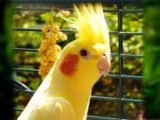 Yellow Cockatiel posing for a portrait