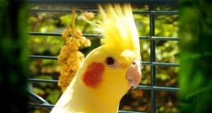 Yellow Cockatiel posing for a portrait
