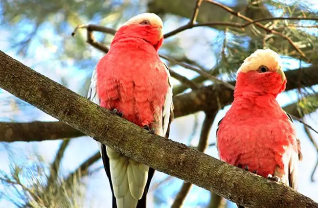 A pair of Major Mitchell&#039;s Cockatoos in the wild Photo by: Bernd Hildebrandt https://pixabay.com/photos/cockatoo-galah-australia-pair-649137/ 