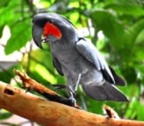 Palm Cockatoo On A Tree Branch Photo By: Laura Wolf Https://Creativecommons.org/Licenses/By-Sa/2.0/ 