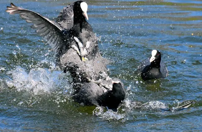 Bystander video of this Coot squabble!