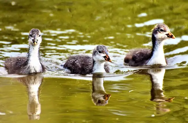 A trio of baby Coots swimming in the lake
