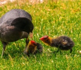 Mother Coot And Two Chicks