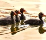 One Sibling Coot In Front
