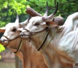 A Pair Of Brahma Bulls, Yolked To Pull Farm Equipment Photo By: Lakshminarayana Muniyappa Https://Pixabay.com/Photos/Brahma-Cattle-Sculptures-Bulls-965116/ 