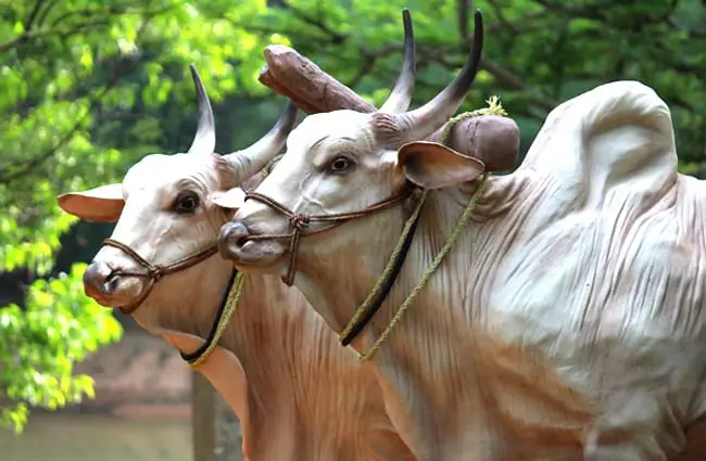 A pair of Brahma bulls, yolked to pull farm equipment Photo by: Lakshminarayana Muniyappa https://pixabay.com/photos/brahma-cattle-sculptures-bulls-965116/ 
