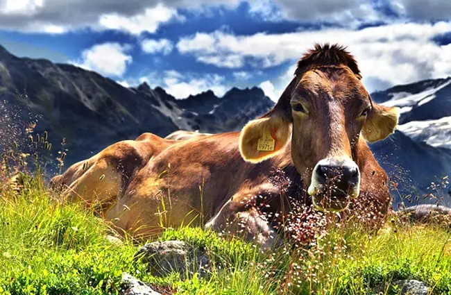 Braunvieh cow, resting in the sunny Swiss Alps Photo by: Jerzy Górecki https://pixabay.com/photos/cow-alps-cattle-mountains-rest-1287866/ 