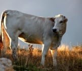 A Chianina Cow, Still Grazing In The Setting Sun Photo By: Franco Vannini Https://Creativecommons.org/Licenses/By/2.0/ 