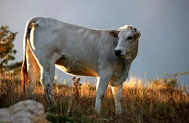 A Chianina cow, still grazing in the setting sun Photo by: Franco Vannini https://creativecommons.org/licenses/by/2.0/ 