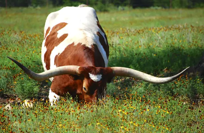 A beautiful Texas Longhorn, grazing in plentiful grass Photo by: Marco Metzler https://creativecommons.org/licenses/by/2.0/ 