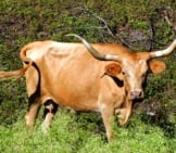 Texas Longhorn Posing For A Picphoto By: Ed Schipulhttps://Creativecommons.org/Licenses/By/2.0/