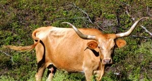 Texas Longhorn posing for a picPhoto by: Ed Schipulhttps://creativecommons.org/licenses/by/2.0/