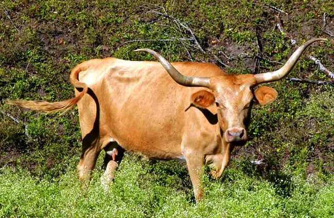 Texas Longhorn posing for a picPhoto by: Ed Schipulhttps://creativecommons.org/licenses/by/2.0/