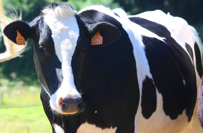 Closeup of a Holstein cow Photo by: Tamsin Cooper https://creativecommons.org/licenses/by/2.0/ 