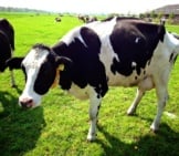 Holstein Milk Cow In The Field Photo By: E. Dronkert Https://Creativecommons.org/Licenses/By/2.0/ 