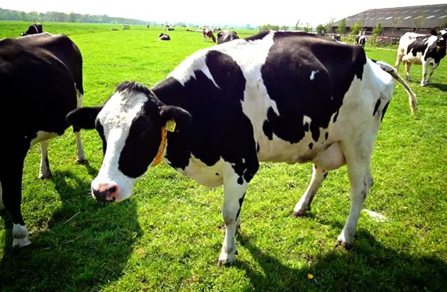 Holstein milk cow in the field Photo by: E. Dronkert https://creativecommons.org/licenses/by/2.0/ 