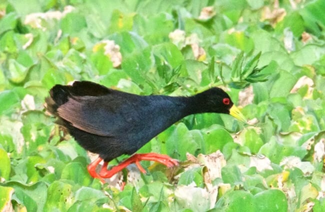 Black Crake Photo by: Brian Ralphs https://creativecommons.org/licenses/by/2.0/ 