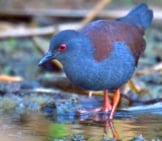 Spotless Crake Photo By: Laurie Boyle Https://Creativecommons.org/Licenses/By/2.0/ 
