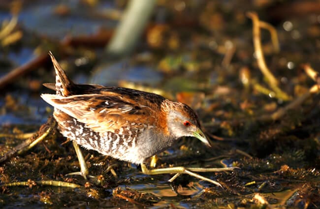 Crake - Description, Habitat, Image, Diet, and Interesting Facts