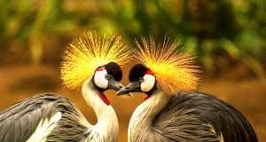 A pair of Grey Crowned CranesPhoto by: Frank Winkler, Public Domainhttps://pixabay.com/photos/grey-crowned-crane-bird-crane-540657/