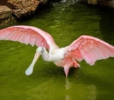 Roseate Spoonbill Showing Off His Impressive Wingspread Photo By: Jamesdemers, Public Domain Https://Pixabay.com/Photos/Spoonbill-Crane-Roseate-Spoonbill-447723/ 