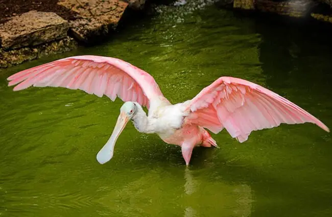 Roseate Spoonbill showing off his impressive wingspread Photo by: JamesDeMers, Public Domain https://pixabay.com/photos/spoonbill-crane-roseate-spoonbill-447723/ 