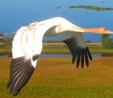 Young Whooping Crane In Flight Photo By: Operation Migration, U.s. Fish And Wildlife Service Https://Creativecommons.org/Licenses/By/2.0/ 