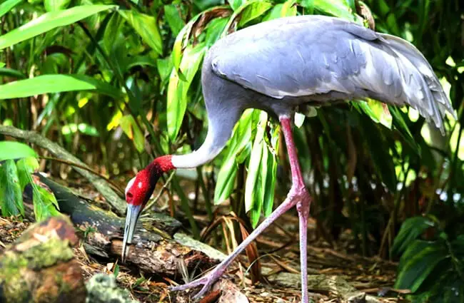 A Sarus Crane – the tallest of the flying birds Photo by: cuatrok77 https://creativecommons.org/licenses/by/2.0/ 