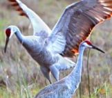 A Sandhill Crane Showing Off His Wings Photo By: Andy Reago &Amp; Chrissy Mcclarren Https://Creativecommons.org/Licenses/By/2.0/ 