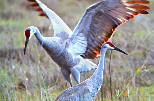 A Sandhill Crane showing off his wings Photo by: Andy Reago &amp; Chrissy McClarren https://creativecommons.org/licenses/by/2.0/ 