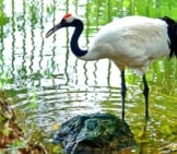 The Red-Crowned Crane Photo By: Llee_Wu Https://Creativecommons.org/Licenses/By/2.0/ 