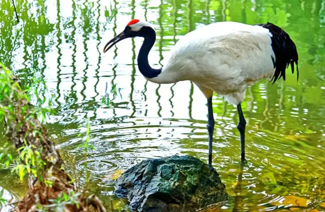 The Red-Crowned Crane Photo by: llee_wu https://creativecommons.org/licenses/by/2.0/ 