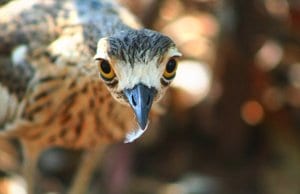 Curlew Selfie!Photo by: Stephen Michael Barnetthttps://creativecommons.org/licenses/by/2.0/