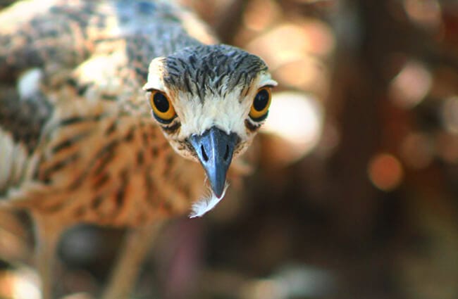 curlew-description-habitat-image-diet-and-interesting-facts