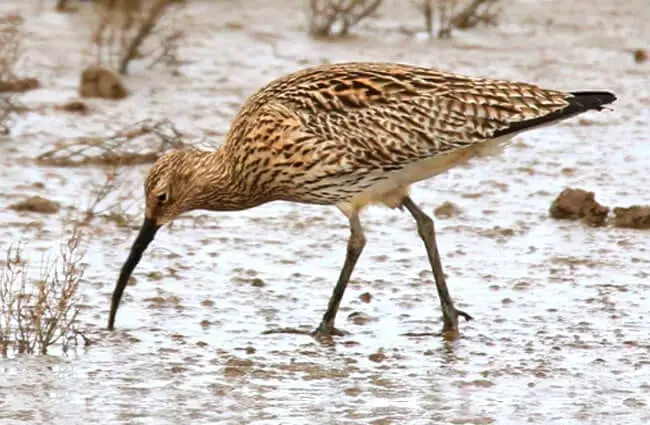 Curlew foraging in the sand Photo by: Nick Goodrum https://creativecommons.org/licenses/by/2.0/ 