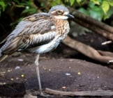 Bush Stone Curlew Photo By: Laurie Boyle Https://Creativecommons.org/Licenses/By/2.0/ 