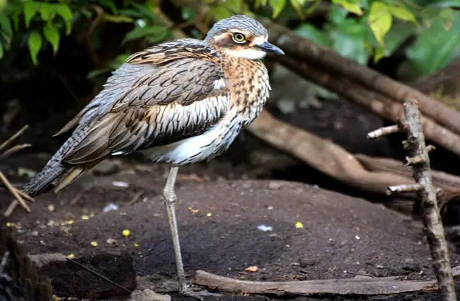 Bush Stone Curlew Photo by: Laurie Boyle https://creativecommons.org/licenses/by/2.0/ 