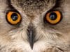 Eagle Owl closeupPhoto by: Tony Hisgetthttps://creativecommons.org/licenses/by/2.0/