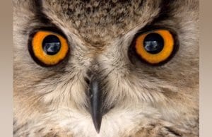 Eagle Owl closeupPhoto by: Tony Hisgetthttps://creativecommons.org/licenses/by/2.0/