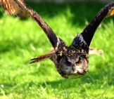 Beautiful Eagle Owl In Pursuit Of Prey Photo By: Alexas_Fotos, Public Domain Https://Pixabay.com/Photos/Owl-Bird-Feather-Eagle-Owl-Animals-3340957/ 