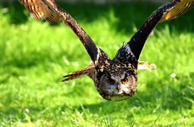 Beautiful Eagle Owl in pursuit of prey Photo by: Alexas_Fotos, public domain https://pixabay.com/photos/owl-bird-feather-eagle-owl-animals-3340957/ 