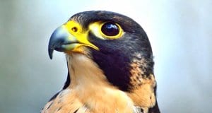 Portrait of a beautiful FalconPhoto by: Ray Millerhttps://pixabay.com/photos/peregrine-falcon-predator-raptor-371610/