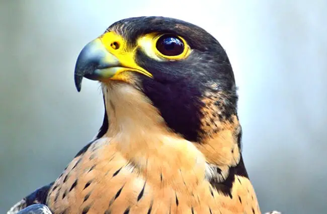 Portrait of a beautiful FalconPhoto by: Ray Millerhttps://pixabay.com/photos/peregrine-falcon-predator-raptor-371610/