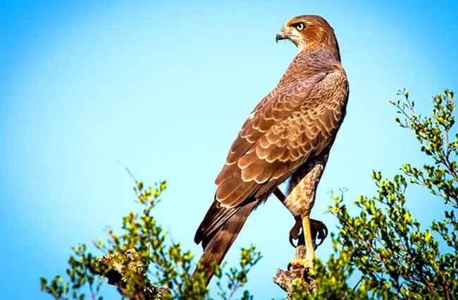 Сокол на высоком насесте Фото: Саймон Барде https://pixabay.com/photos/bird-of-prey-falcon-raptor-bird-1544985/