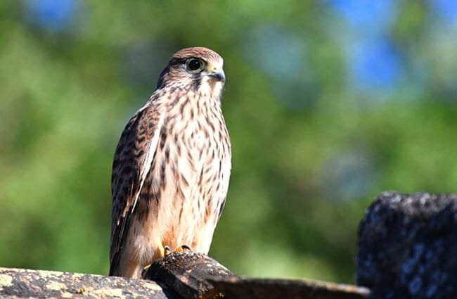 Falcon on a perch Photo by: grégory Delaunay https://pixabay.com/photos/falcon-kestrel-nature-bird-4225749/ 