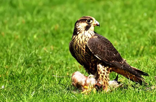 A beautiful Falcon guarding its catch Photo by: Alexas_Fotos https://pixabay.com/photos/falcon-bird-prey-raptor-3281257/ 