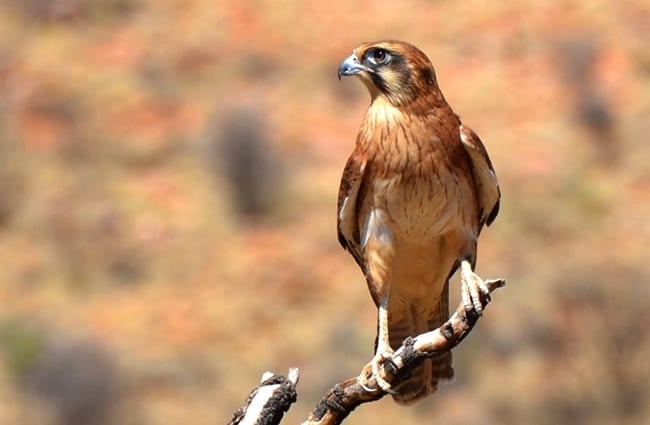 Бурый сокол на ветке дерева Фото: pen_ash https://pixabay.com/photos/brown-falcon-falcon-bird-wildlife-2417989/