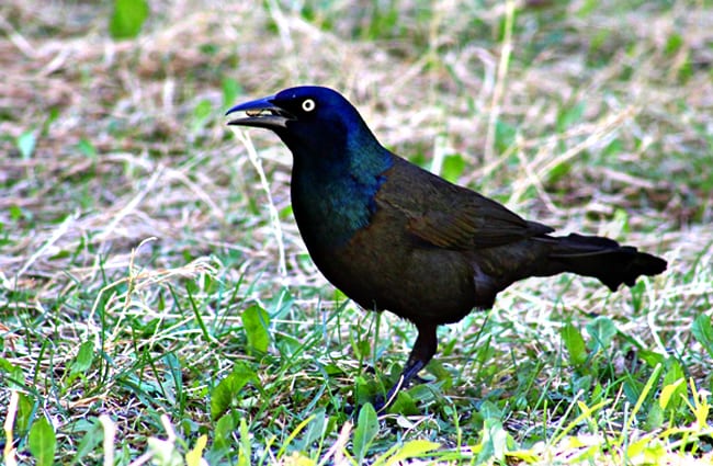 Common Grackle in the yard Photo by: Jennifer Beebe, public domain https://pixabay.com/photos/grackle-bird-black-eye-nature-3491014/ 